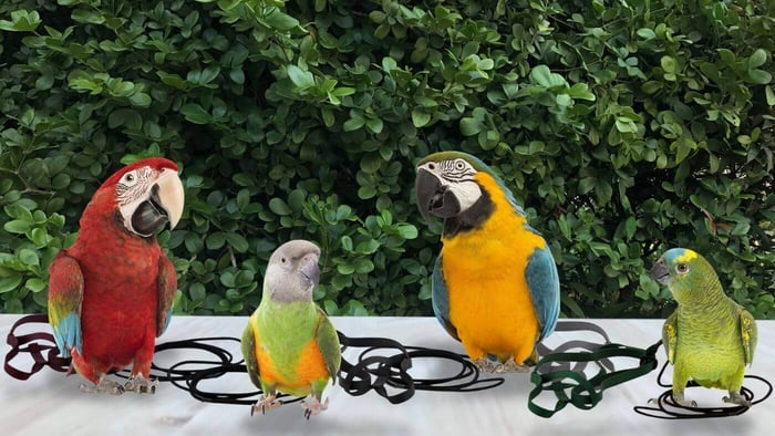 Aviator Parrot Harnesses Different Sizes