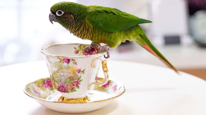 Busy Beaks Box Birdie Brews