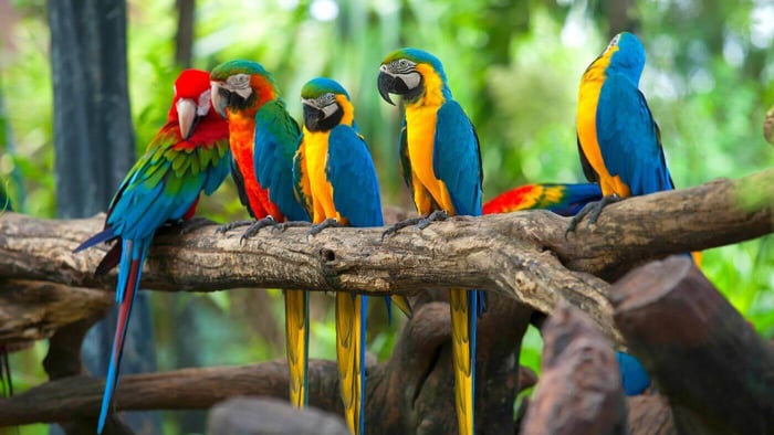 Macaw Parrots Colours