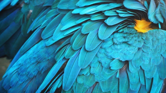 Parrot Feathers Close up