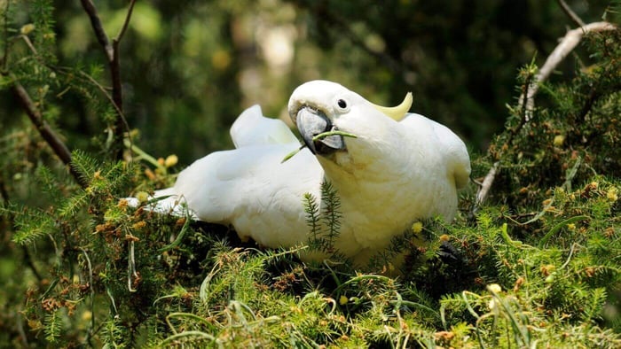 Cockatoo Foraging for Food