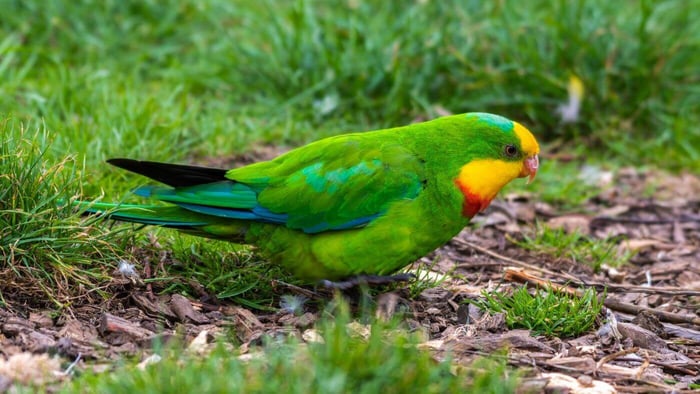 Superb Parrot Foraging for Food
