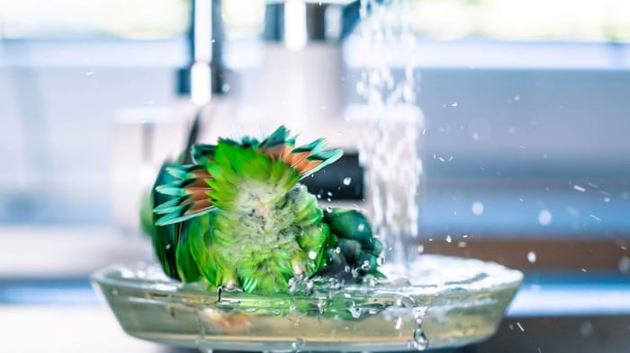 Lovebird Bathing in a dish
