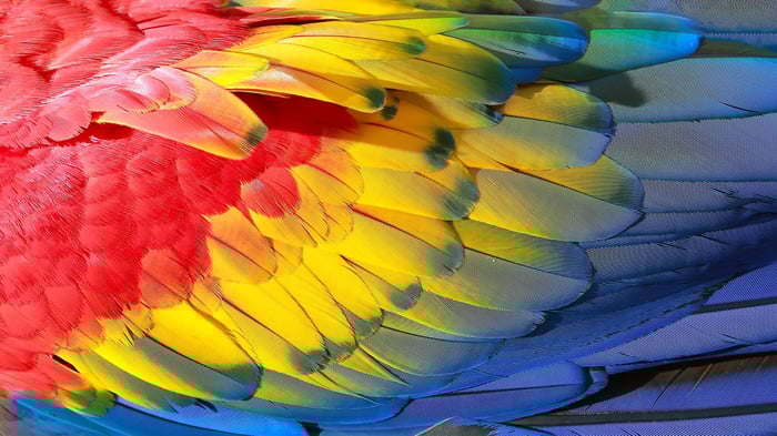 Parrot Feathers