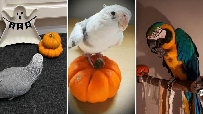 Halloween Contest Winners