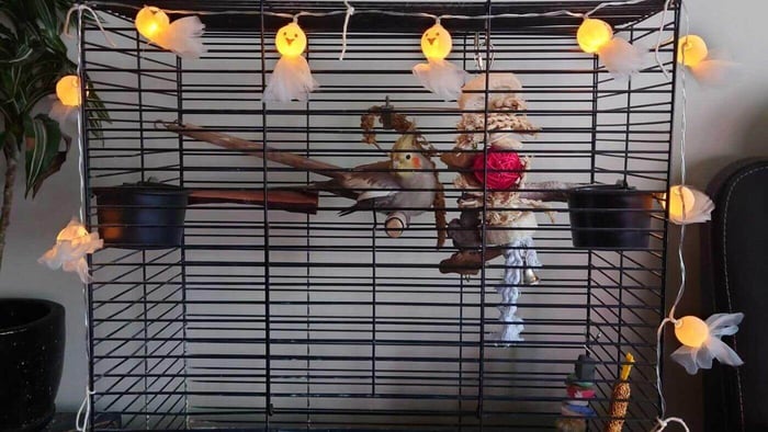 Parrot Halloween Safety Cage