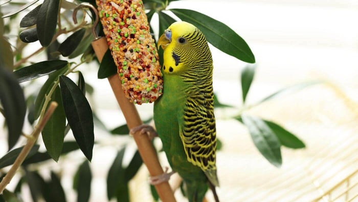 Giving Budgie a Treat