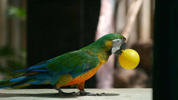 Macaw Parrot Playing Simple Thinking Games
