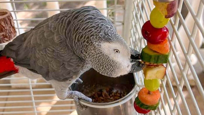 Bobby the African Grey Foraging Fruit Holder