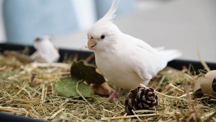 White Cockatiel Natural Foraging Box