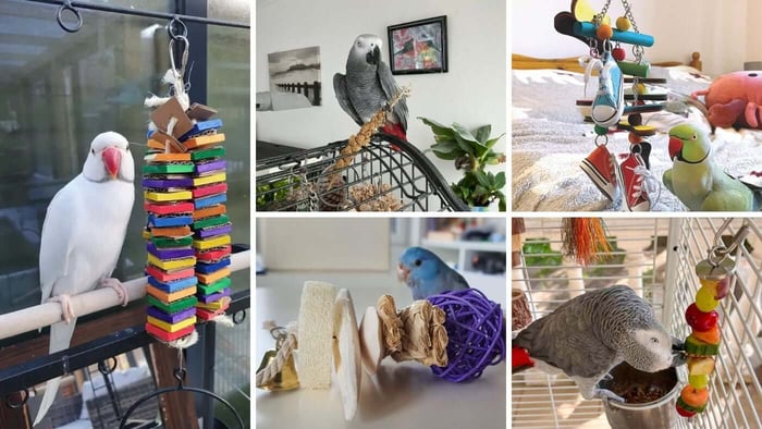 Happy Beaks - Happy Rewards Examples of Great Photos