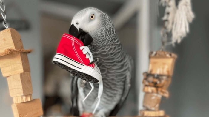 Happy Beaks - Happy Rewards Example: African Grey with Sneaker Foot toy