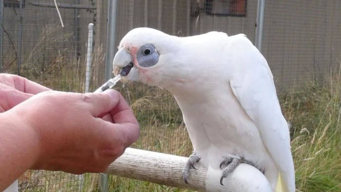 Parrot Training Tool #1: Systematic Desensitisation Cockatoo