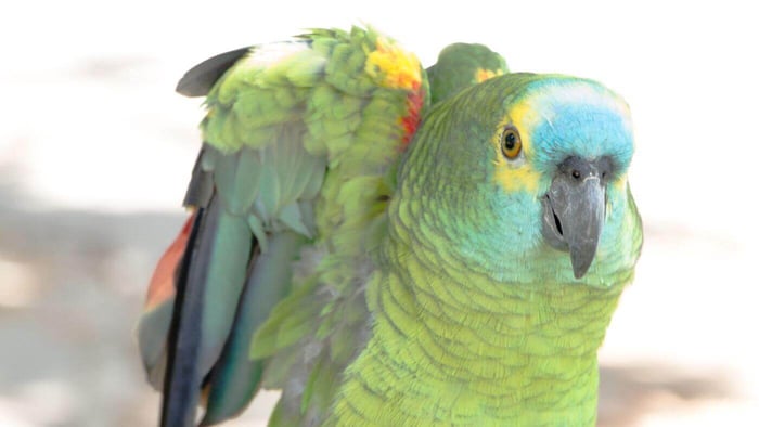 Amazon Parrot Stretching