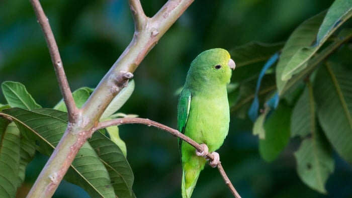 Wild Parrotlet