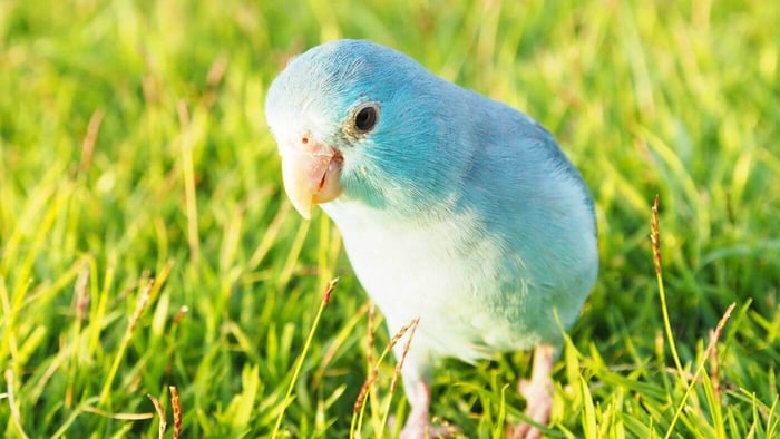 Pacific Parrotlet