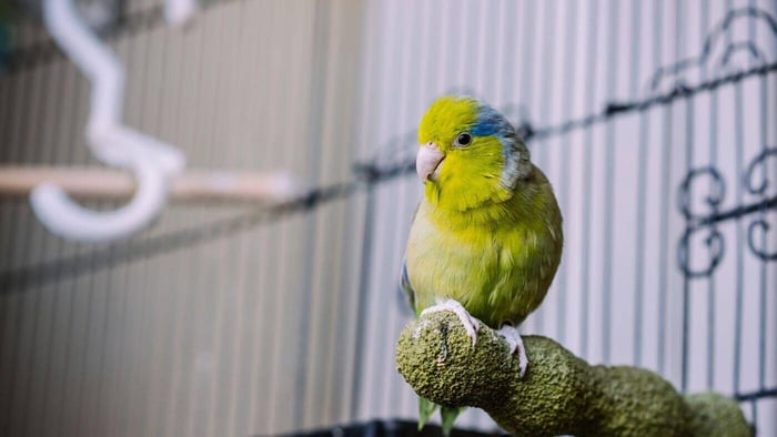 Parrotlet in Cage