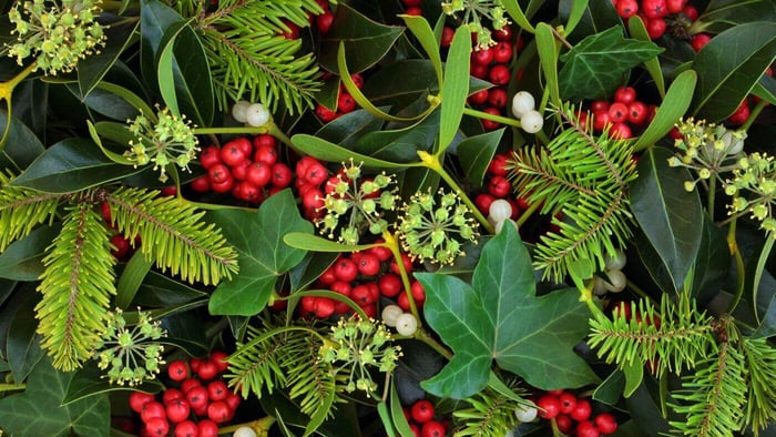 Mistletoe