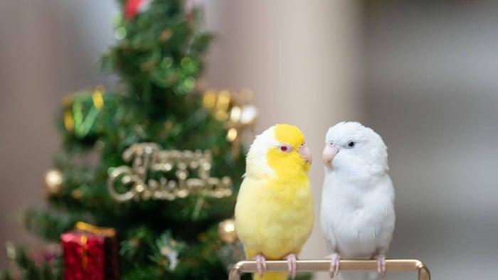 Christmas Parrotlets