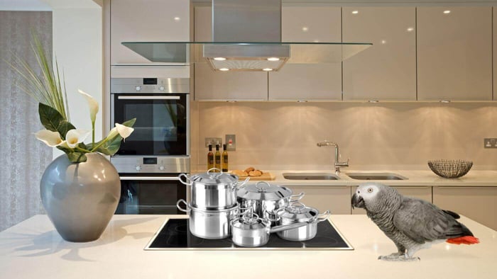 Stainless Steel Pans are Non-Toxic to Parrots