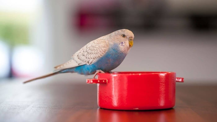 Small Budgie with a Tiny Pan