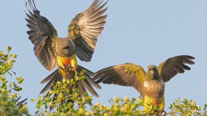 Patagonian conures