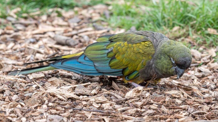 Patagonian conure