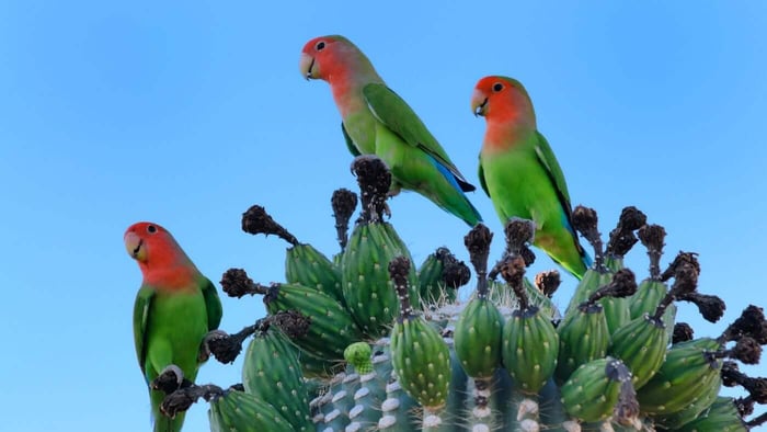 Three Peach-faced Lovebirds sitting on a cactus in the wild with blue sky background