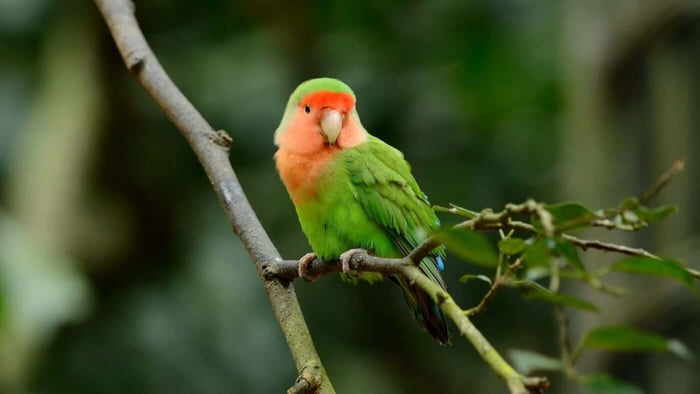 Peach-faced Lovebird perched on a branch in natural green habitat for a parrot profile and care guide