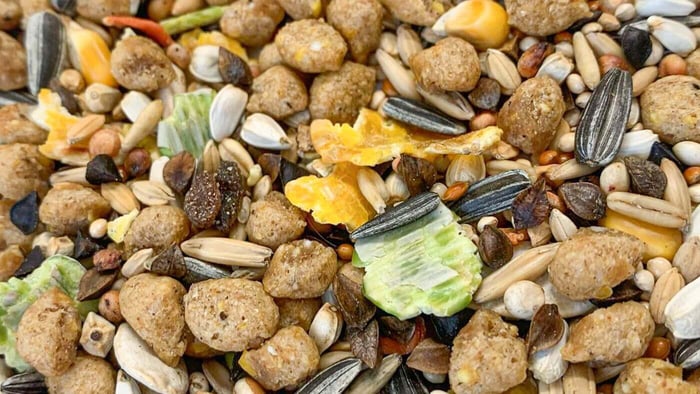 Mix of Seeds and Pellets to Transition Your Bird