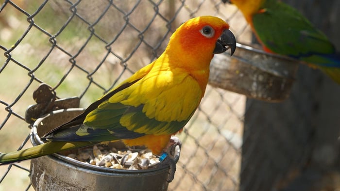 1. Sun Conure beside a seed bowl showing seeds as part of a varied parrot diet