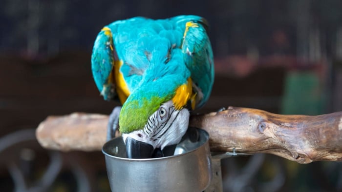 Blue and Gold Macaw eating from a food bowl as part of a balanced parrot diet