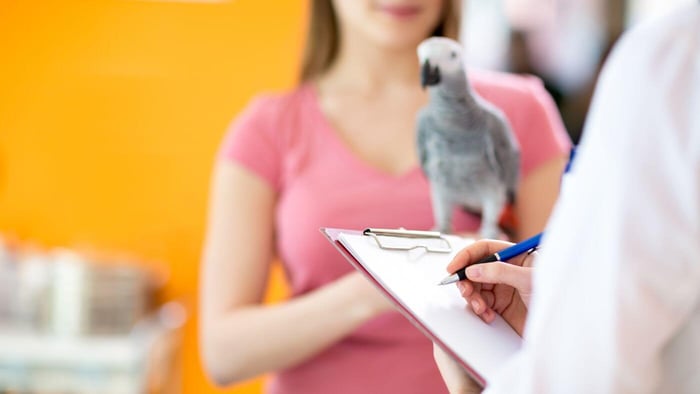 African Grey Parrot at the Vet