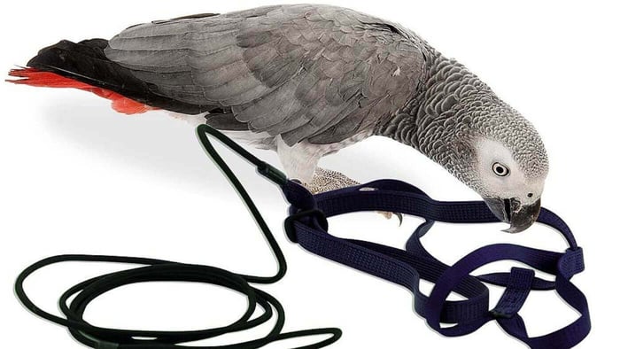Parrot Harness