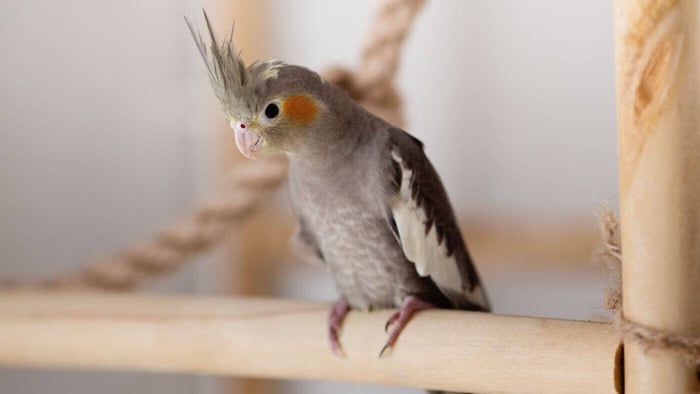Pet Cockatiel on Stand