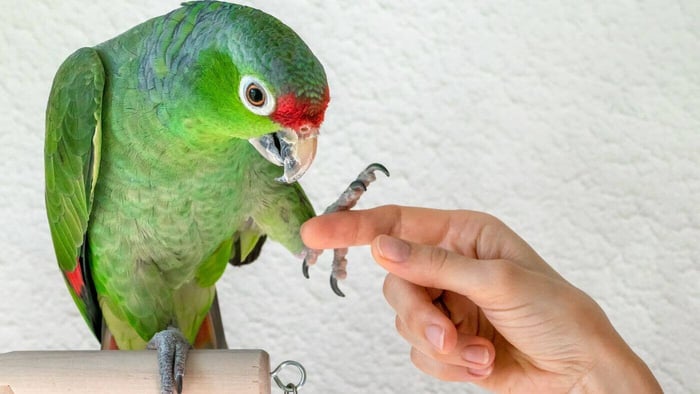 Pet Parrot Training