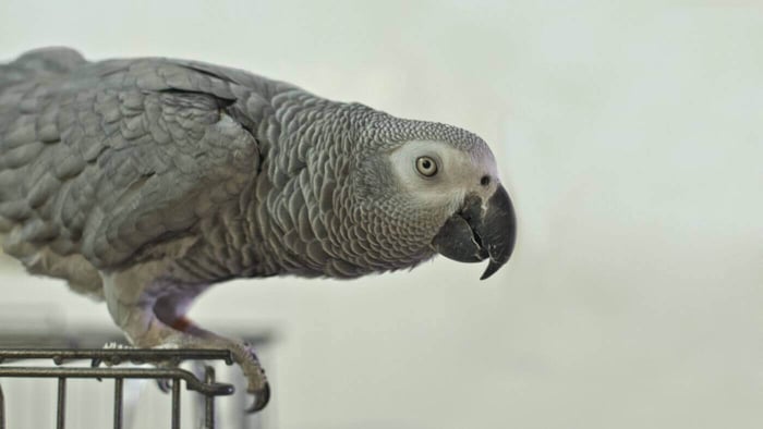 African Grey Parrot Out of Cage