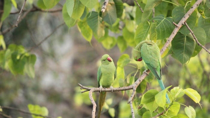 Wild Parakeets