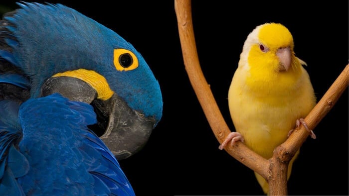 Different Sizes of Parrot Species