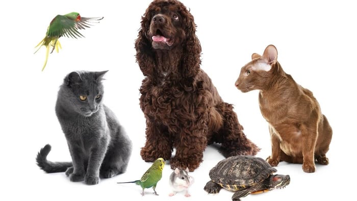 All Pets - Dog, Cats, Parrots, Turtle