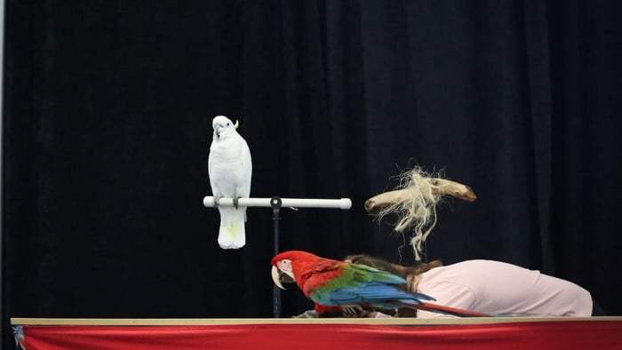 Parrot Training
