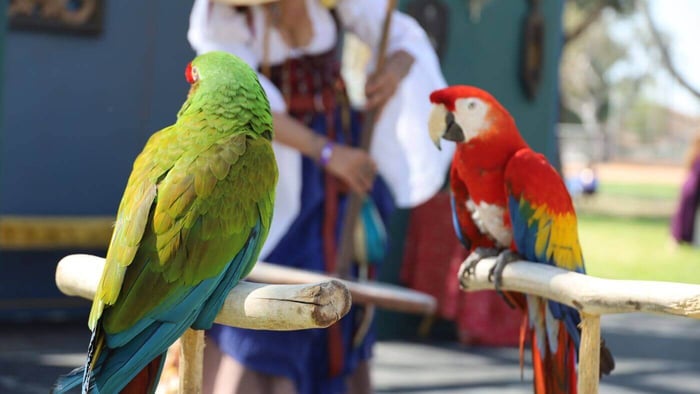 Parrot Training Show