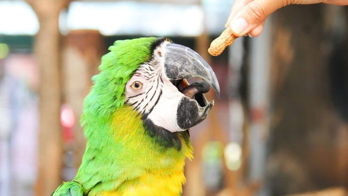 Macaw Positive Reinforcement with Treat