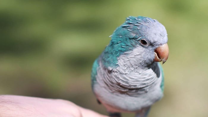 Blue Quaker Parrot