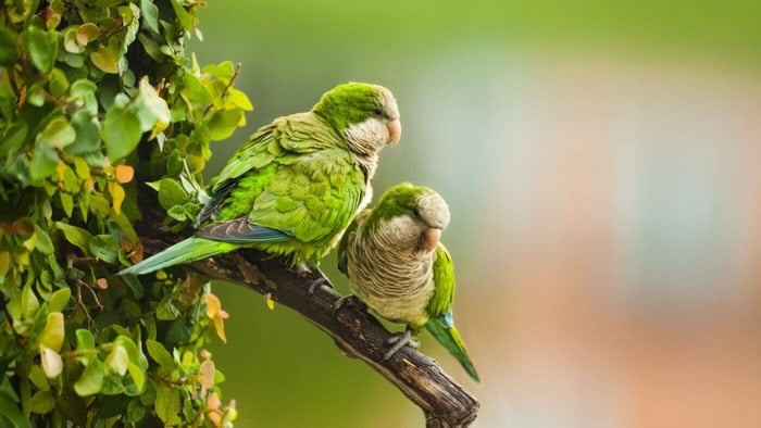 Monk Parakeets