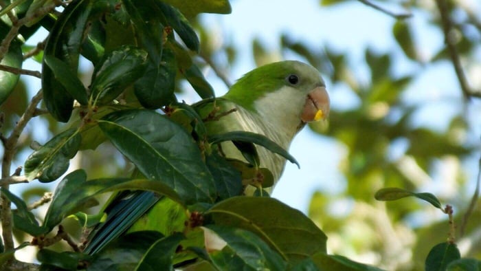 Quaker parrot, native to Argentina, Brazil, and Uruguay