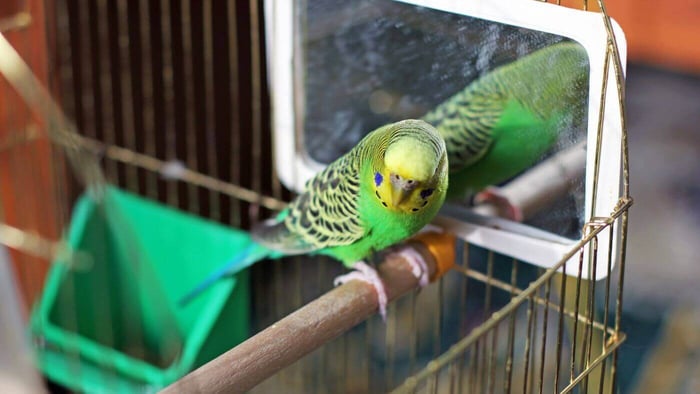 Budgie with Mirror