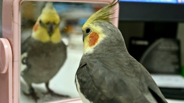 Cockatiel Looking at Reflection in Mirror