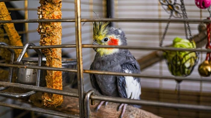 Why Rescue Parrots May Need More Time