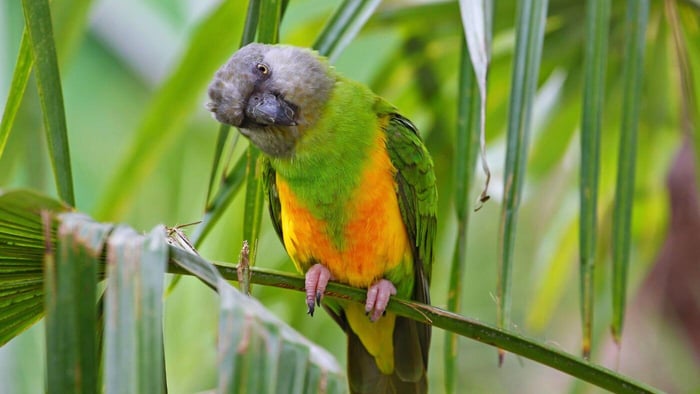 Senegal Parrot in the Wild